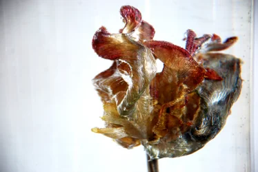 Vízi tulipán 4, 2013, fénykép